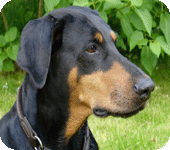Doberman Pinczer